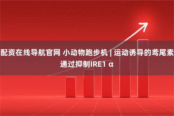 配资在线导航官网 小动物跑步机 | 运动诱导的鸢尾素通过抑制IRE1 α